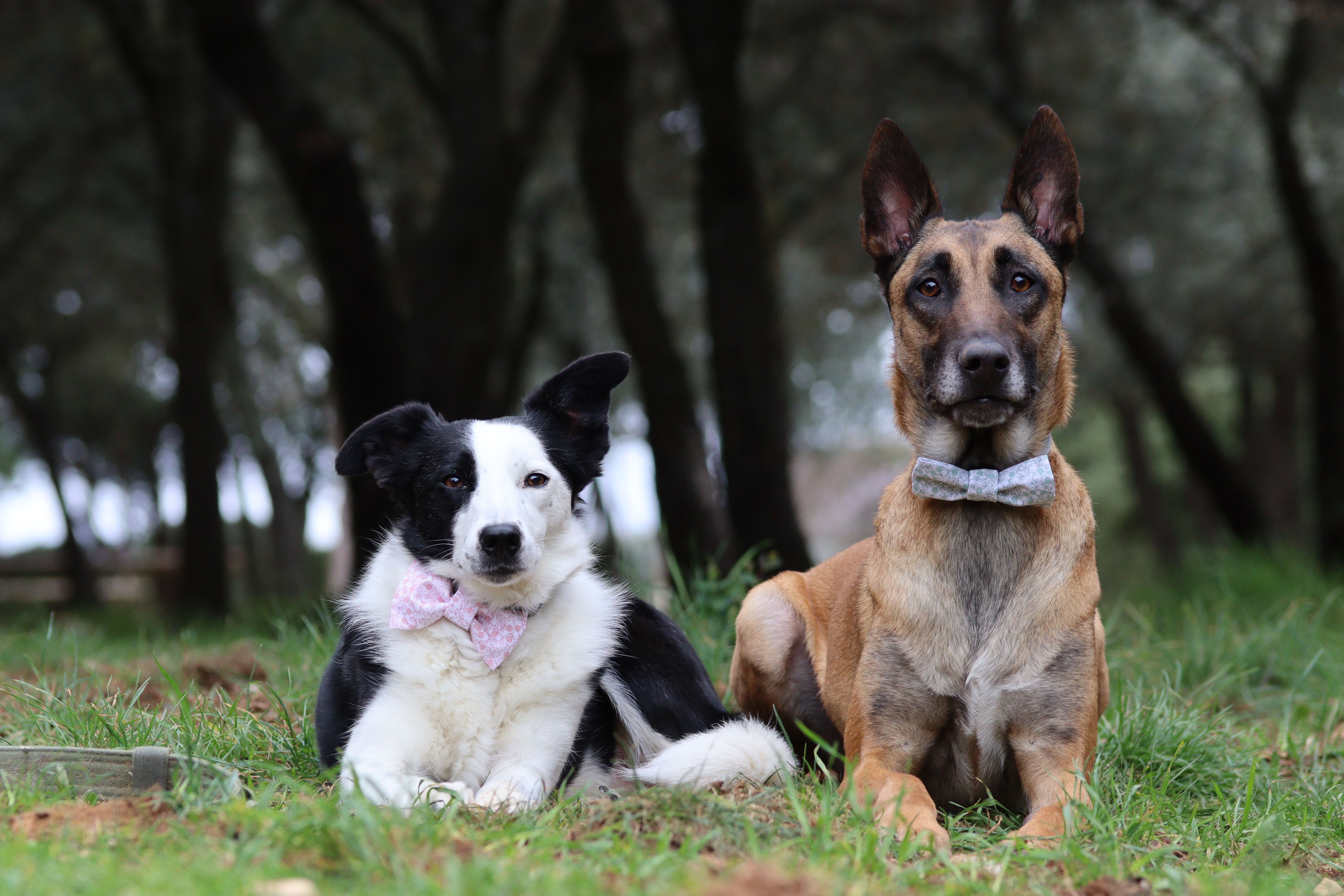 Chiens en extérieur accompagnés par Cynofocus